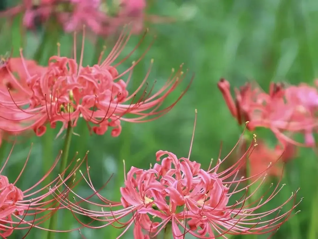 Pink, yellow, and white spider lilies in garden beds