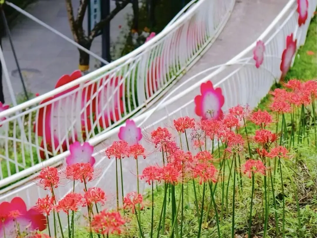 Dense clusters of spider lilies on Zhiji Mountain slope
