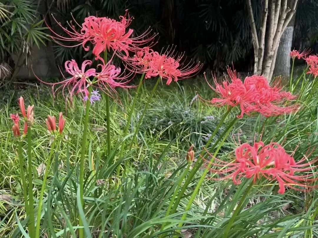 Spider lilies growing in rock crevices and under trees