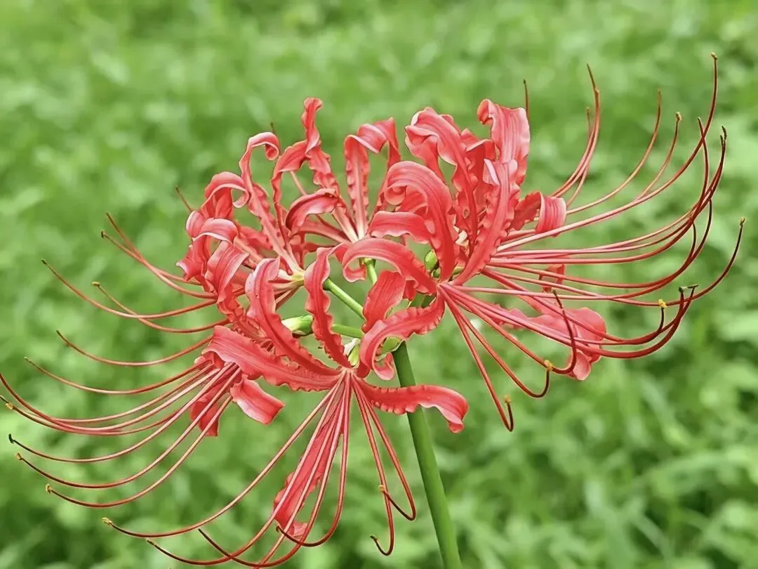Red spider lily flower with green grass background