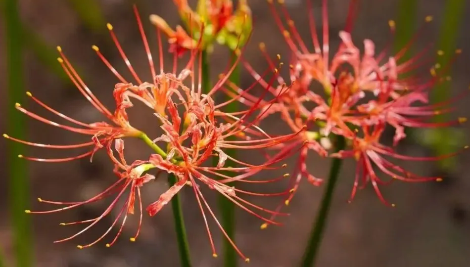 Visitors walking among blooming spider lilies in park