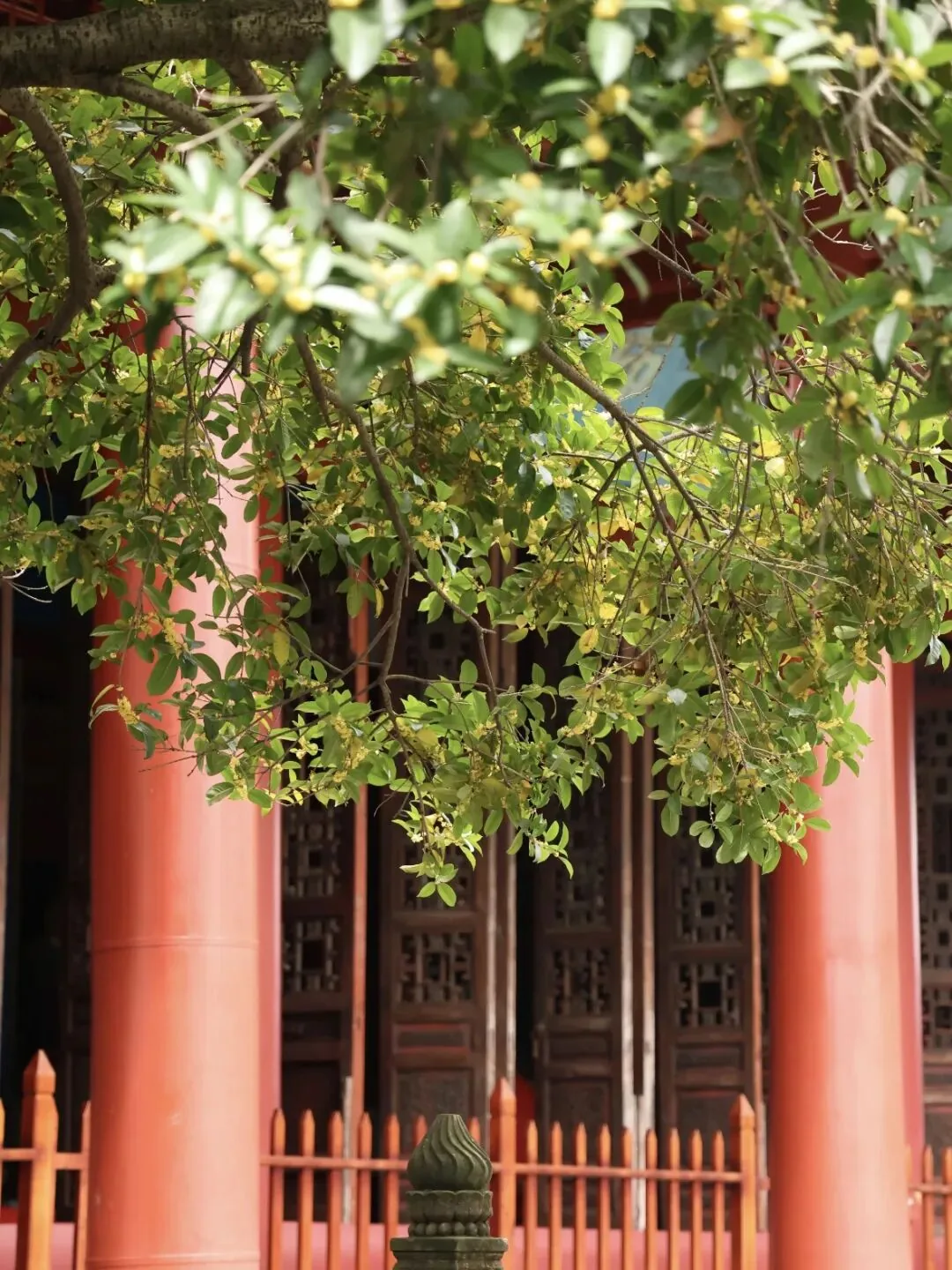 Osmanthus petals falling along Wenmiao Street in Yihua Chi garden