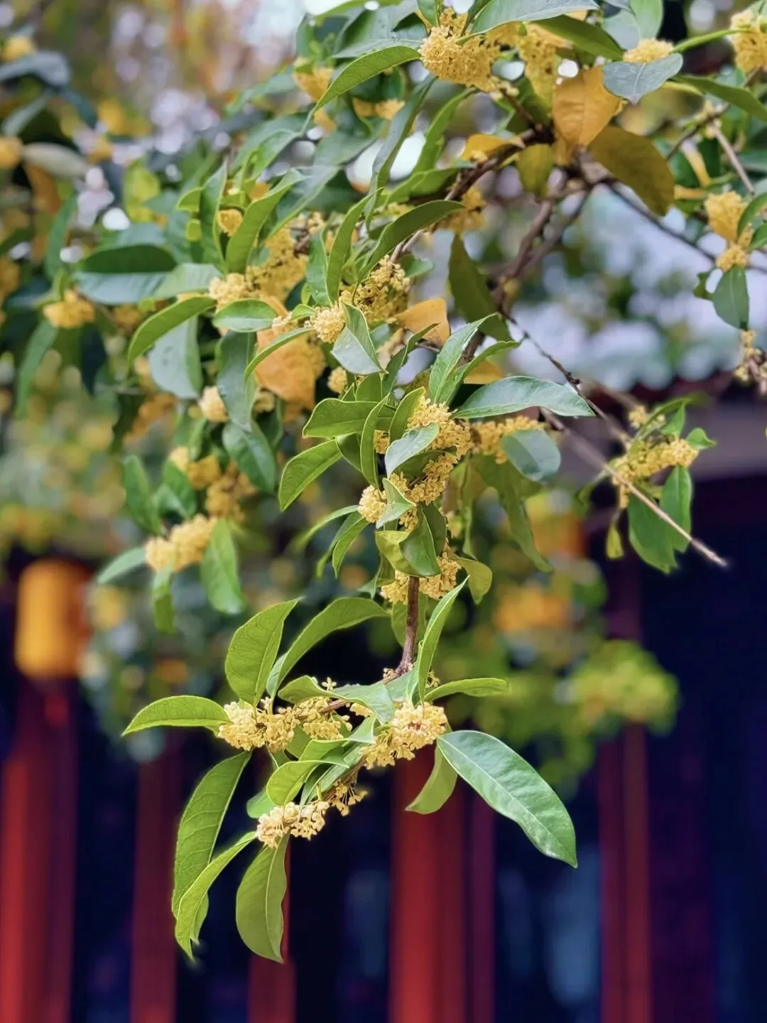 Dense osmanthus trees in front of Lu You Shrine, Chongzhou