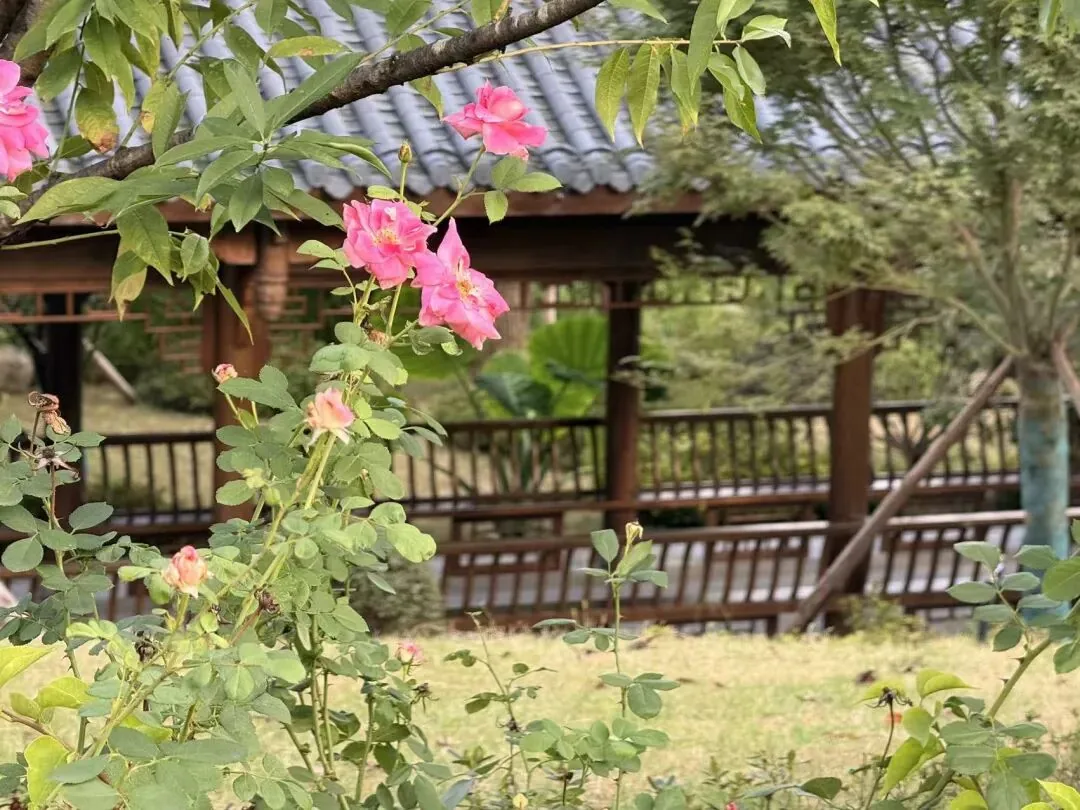 Classical garden style with bridge, stream, and pavilions at Zhaojueli