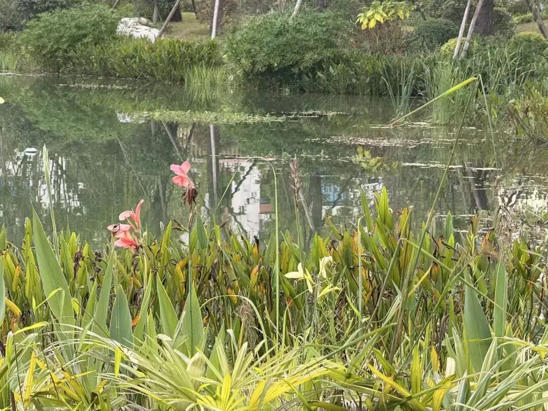 Qinglong Pond with water lilies and koi at Zhaojueli park