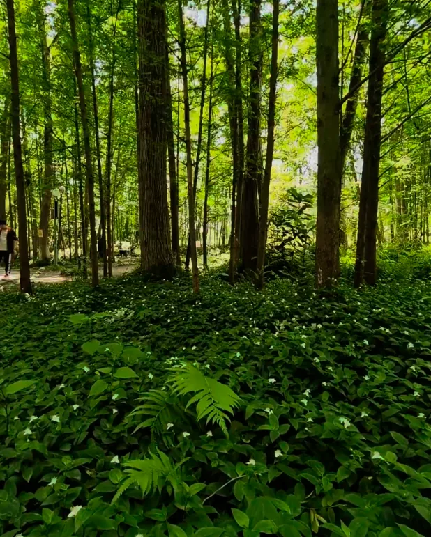 Lush vegetation at Qimu River Wetland Park, part of its carbon sink project
