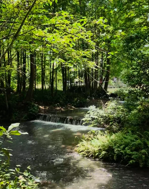 Diverse plants along the river at Qimu River Wetland Park, 79% greenery coverage