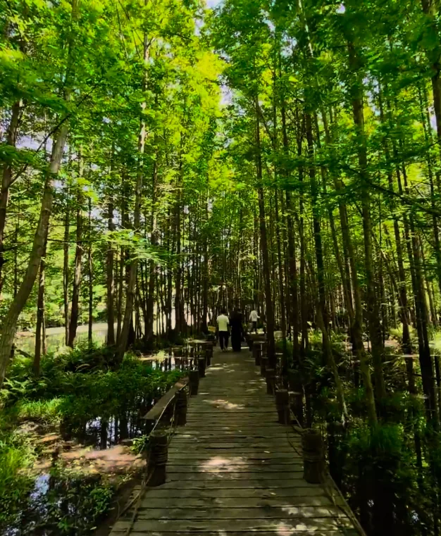Wooden boardwalk winding through dawn redwood forest at Qimu River Wetland Park