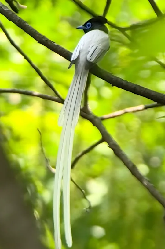 Migratory birds and wildlife in the wetlands of Qimu River Park