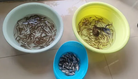 Shallow shoals at Qimu River Wetland Park where kids can splash and catch shrimp