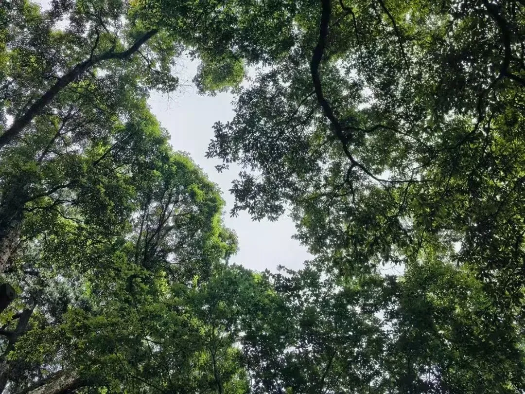 Ancient trees and peaceful forest surroundings of the temple in summer
