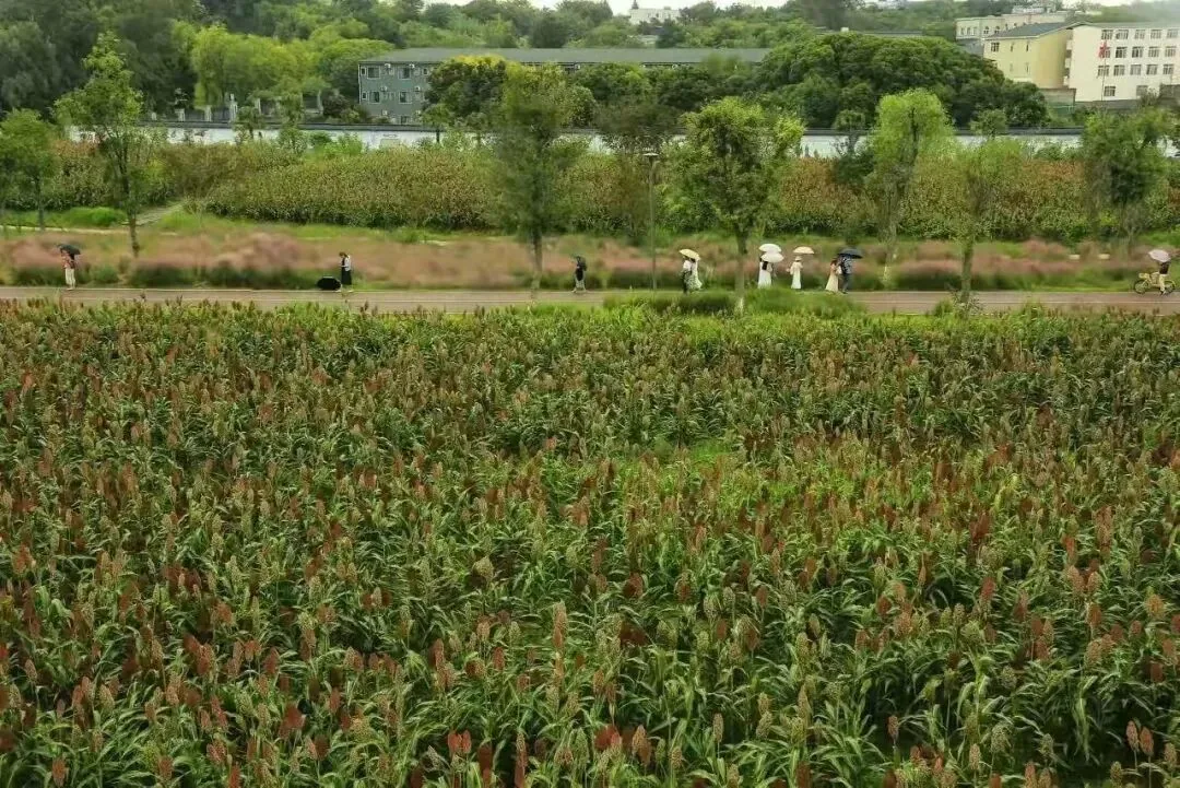 Aerial view of Yushi Wetland Park's ribbon shape along the expressway