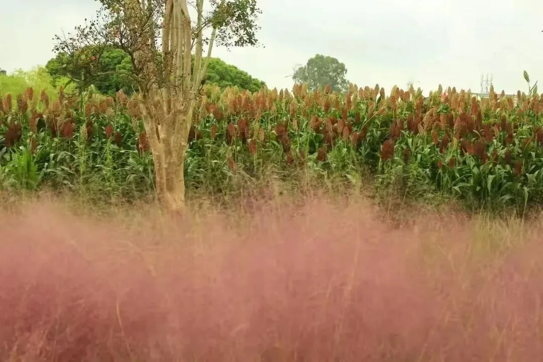 Pink muhly grass beginning to bloom in early September