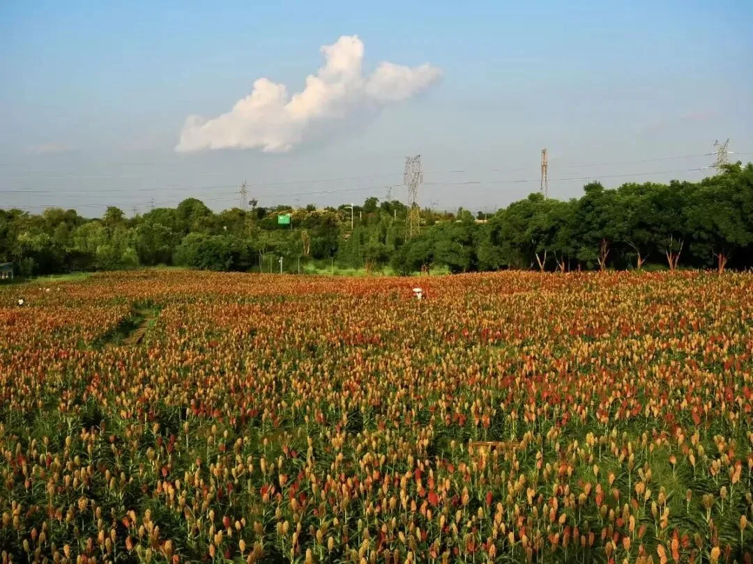 Sorghum field with red, yellow, orange, and green colors