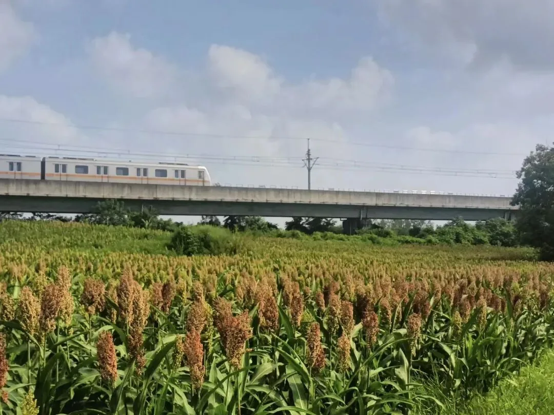 Pink muhly grass and red sorghum side by side with metro train