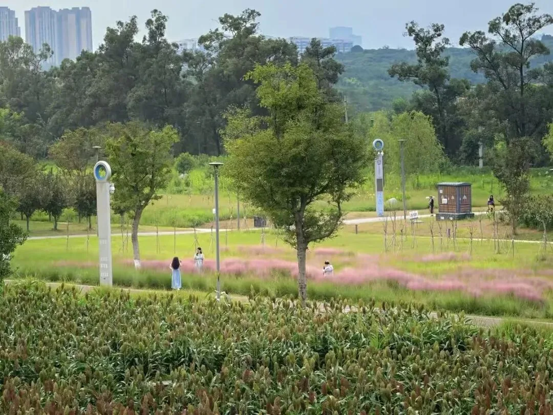People photographing among pink muhly grass in September