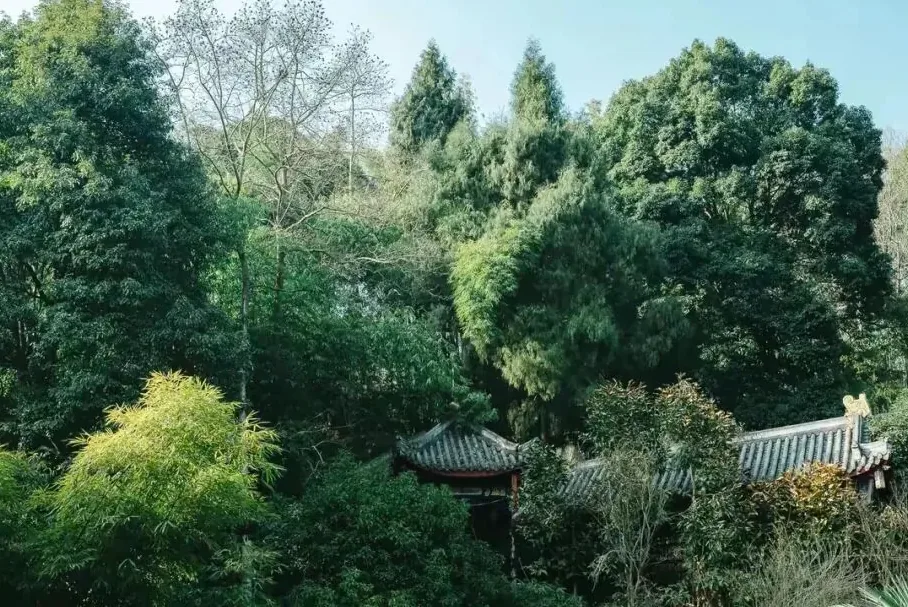 Shaded stone stairway through dense green forest at Sanmei Shui, an easy climb for kids