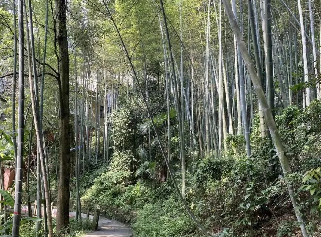 Bore Temple in Chengdu: A Mini Qingcheng Mountain Escape