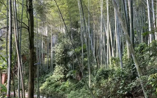 Bore Temple in Chengdu: A Mini Qingcheng Mountain Escape