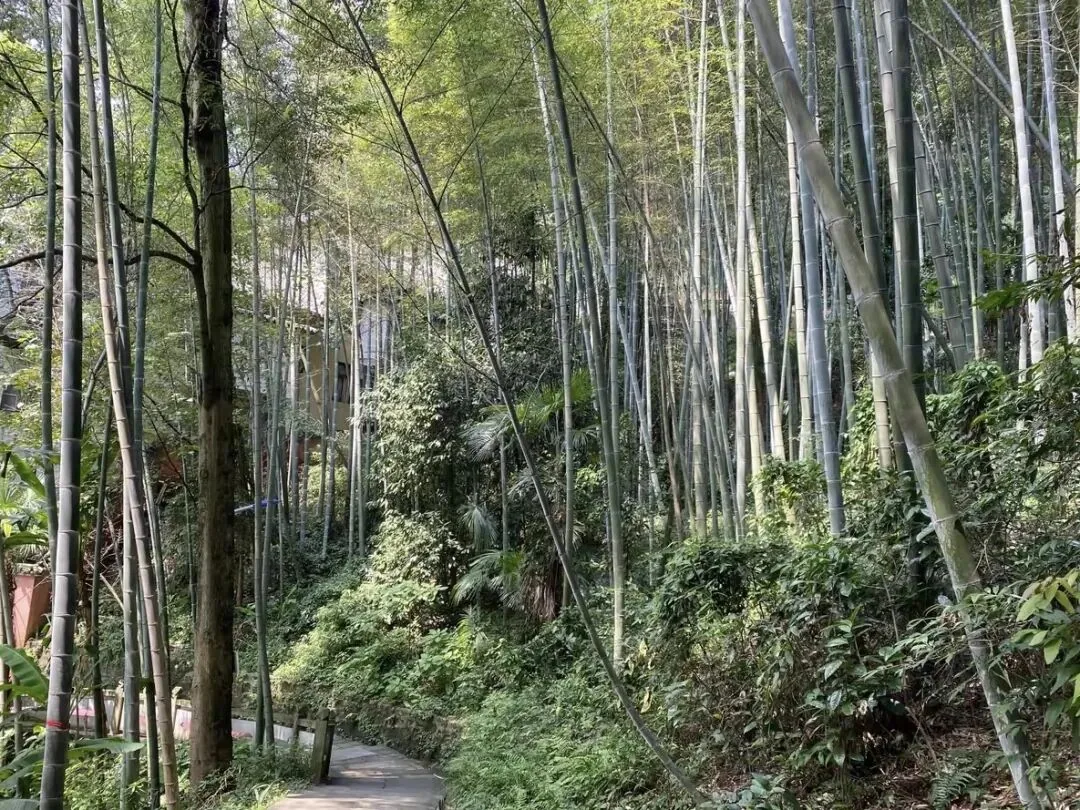 Chengdu summer sky with blue clouds and cicada sounds, inviting a temple escape