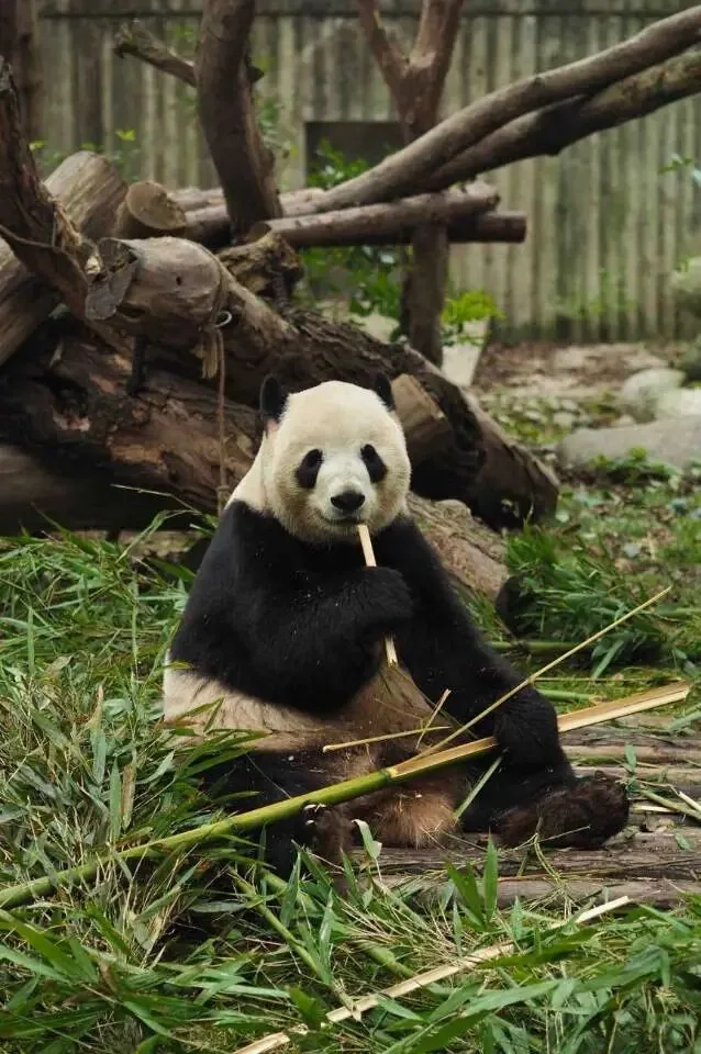 Giant panda at Chengdu Research Base eating bamboo in the morning