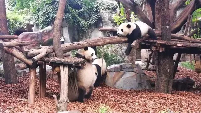 Chengdu panda base entrance with visitors arriving early