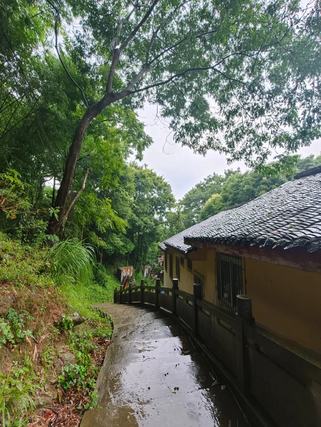 Mist rising from the valley at Sanmei Chanlin on a quiet rainy day