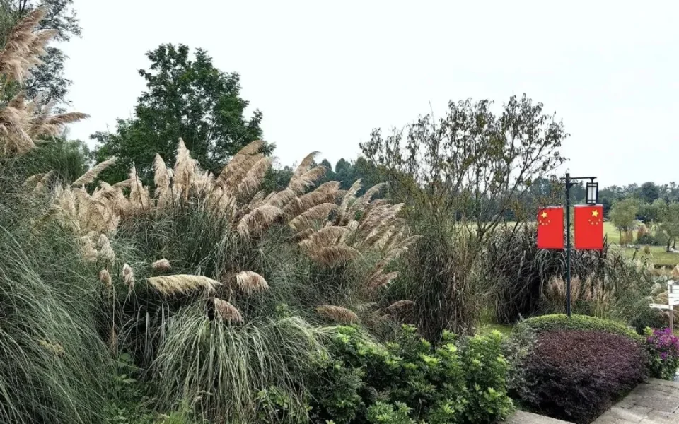Baihetan National Wetland Park: Chengdu’s Autumn Reeds