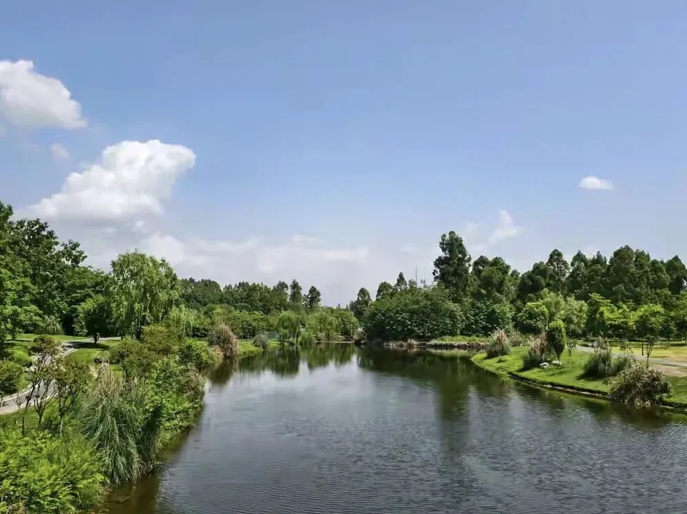 Natural landscape of Baihetan Wetland Park with reeds and water