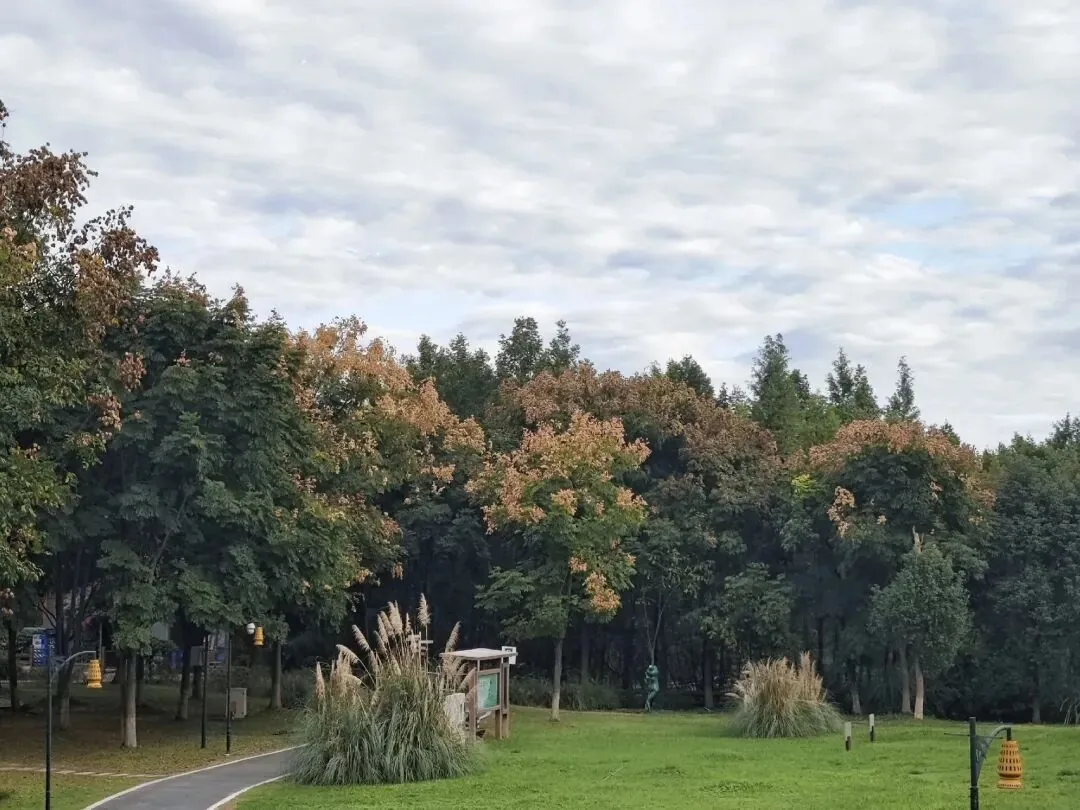 Golden reeds in full bloom at Baihetan Wetland Park in October