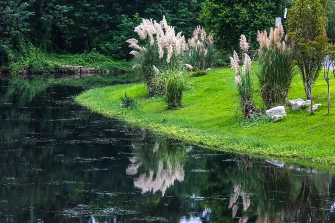 Reeds along the riverbank serving as ecological guardians