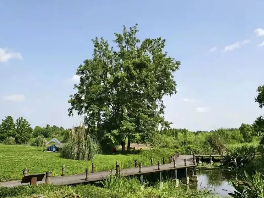 Wooden boardwalk winding through reed fields and gesang flowers