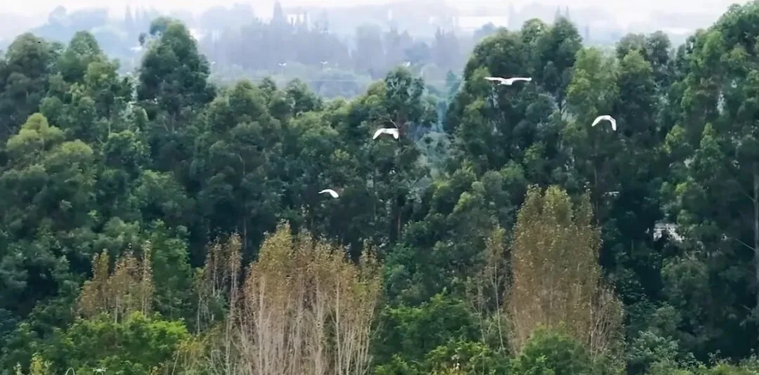 Egrets and other birds in Baihetan Wetland Park