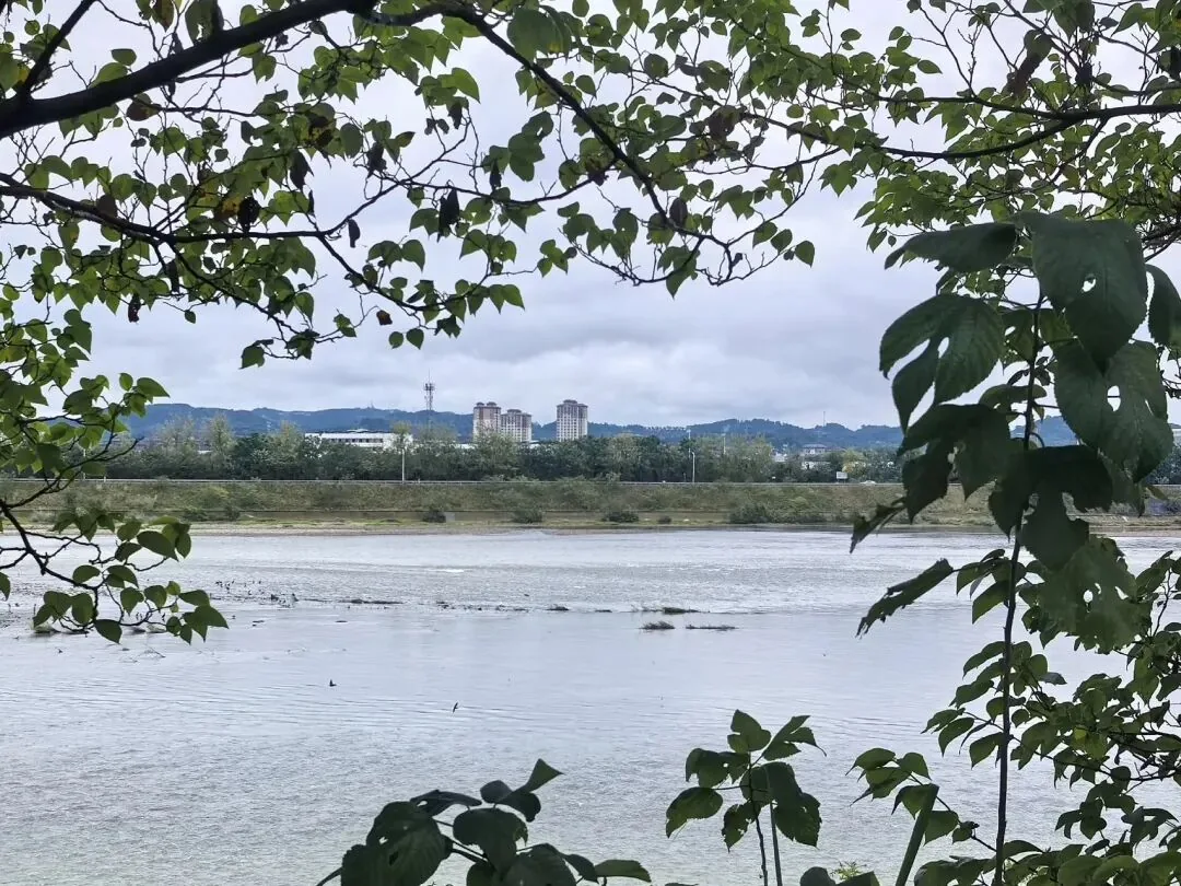 Panoramic view of Minjiang River, reeds, and flying birds from the wharf