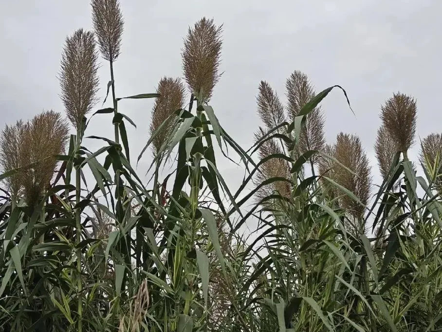 Peaceful wetland landscape at Baihetan, ideal for nature lovers