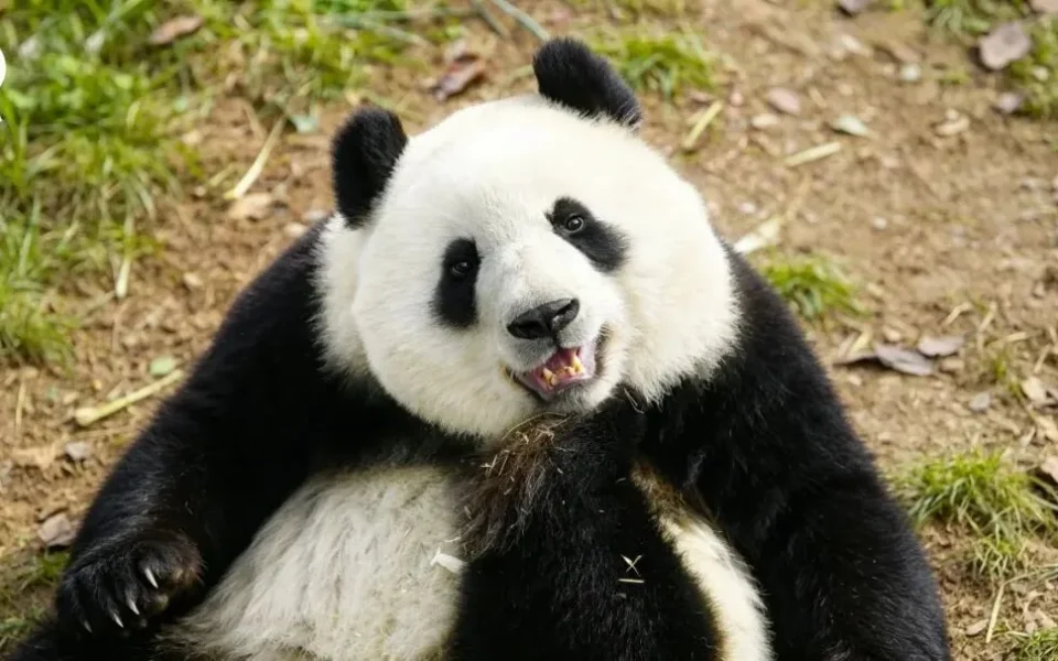 Chengdu Panda Base Guide: Skip Lines & See More Pandas
