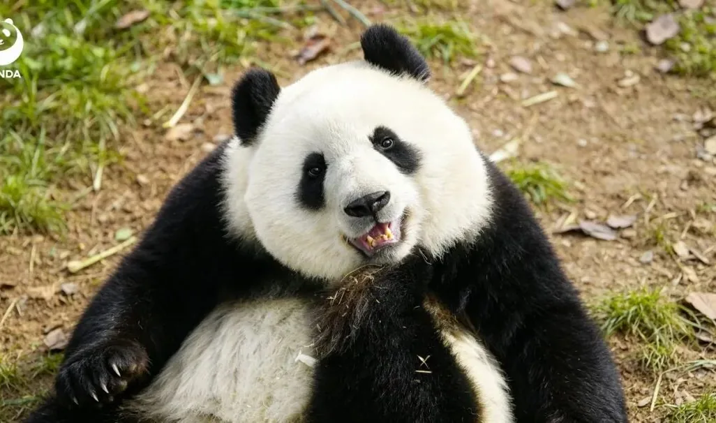 Giant panda munching bamboo in a lush enclosure