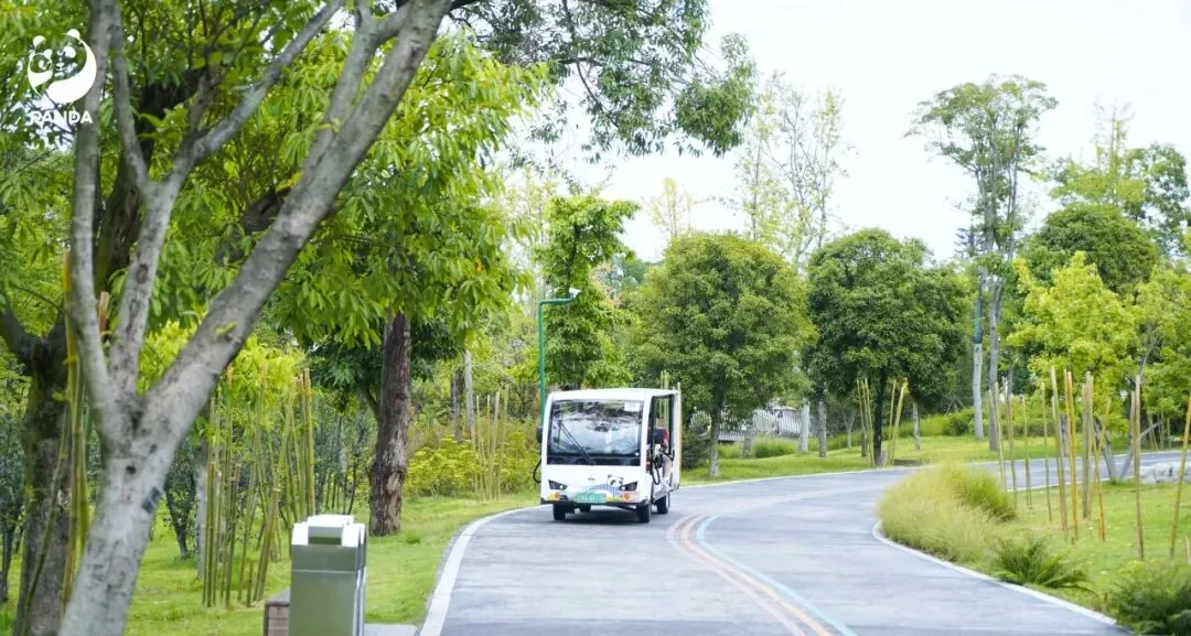 Sightseeing bus at a shaded stop in the panda base