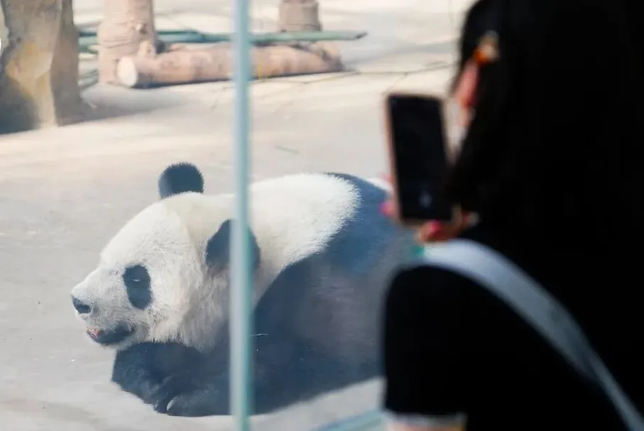 Panda walking back indoors as temperature rises