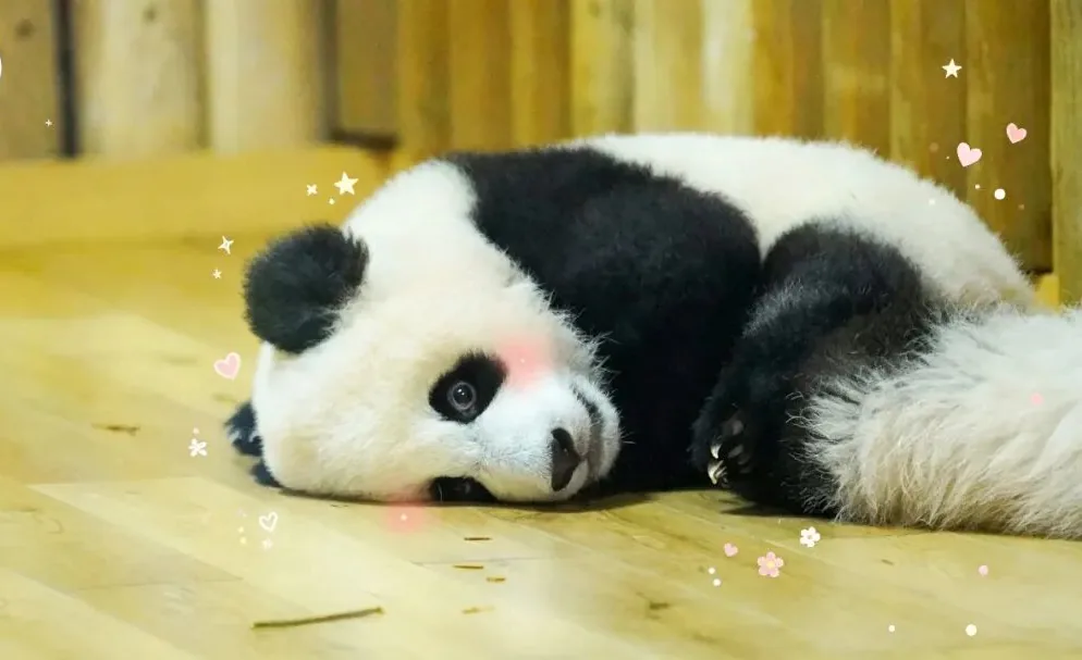 He Hua the panda at Villa No. 6 with visitors watching