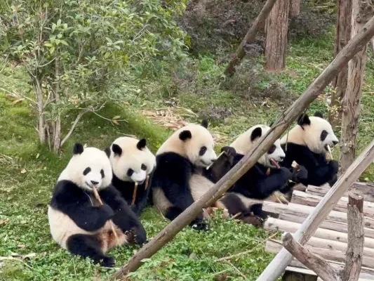 Chengdu Panda Base: See Huahua Without the 2-Hour Queue