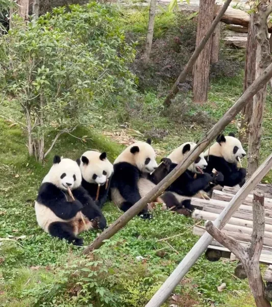 Chengdu Panda Base: See Huahua Without the 2-Hour Queue