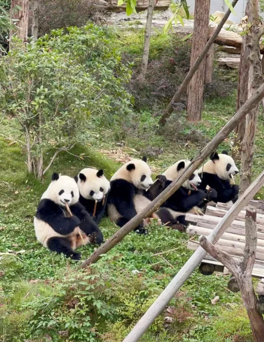 Chengdu Panda Base: See Huahua Without the 2-Hour Queue