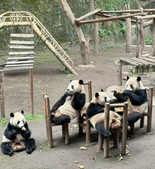 Early morning crowd rushing into Chengdu Panda Base at opening time