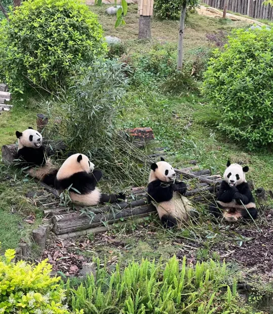 Red panda and black swans at Chengdu Panda Base for kids to discover
