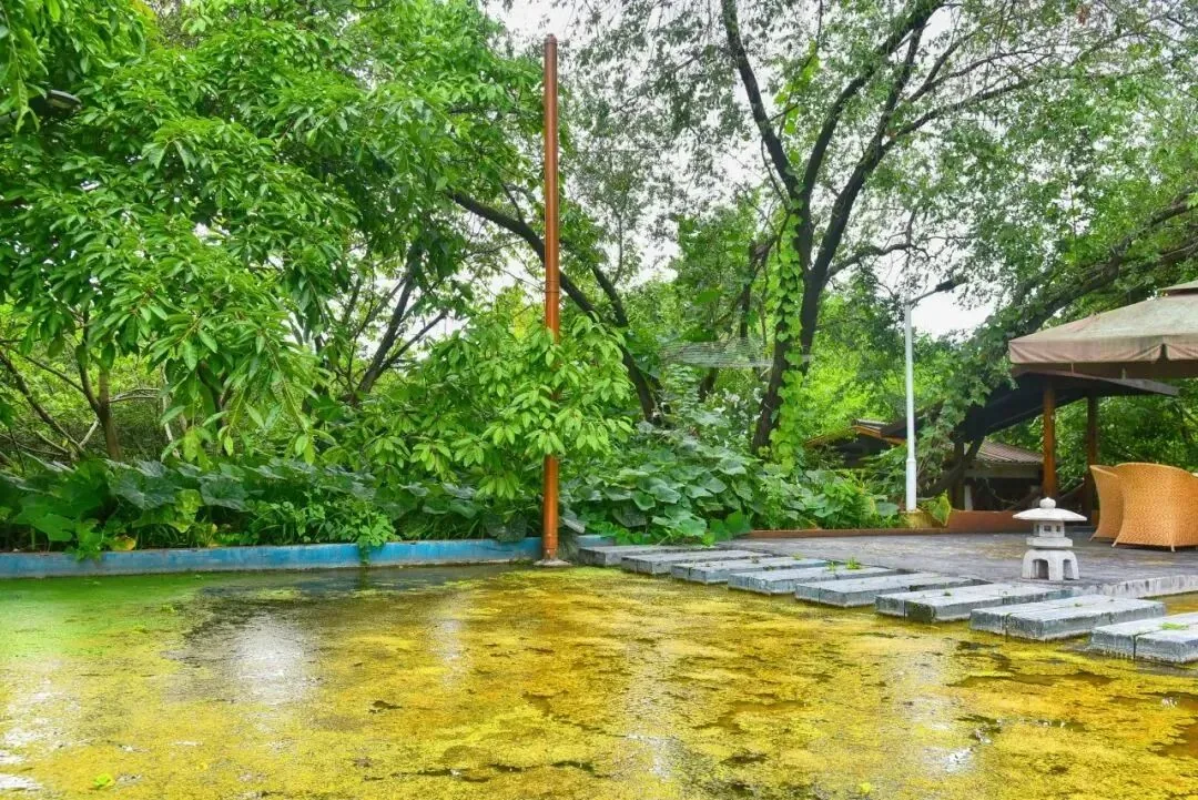 Poetic pond and exotic plants in Nongyuan's lush garden