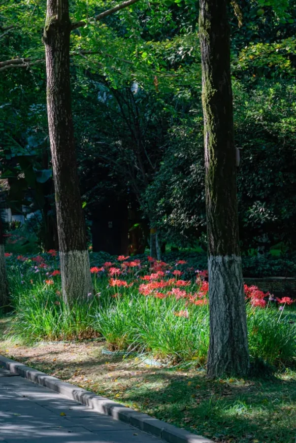 Spider lilies along a garden path in Culture Park