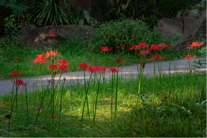Tall red spider lily stems rising from bare soil
