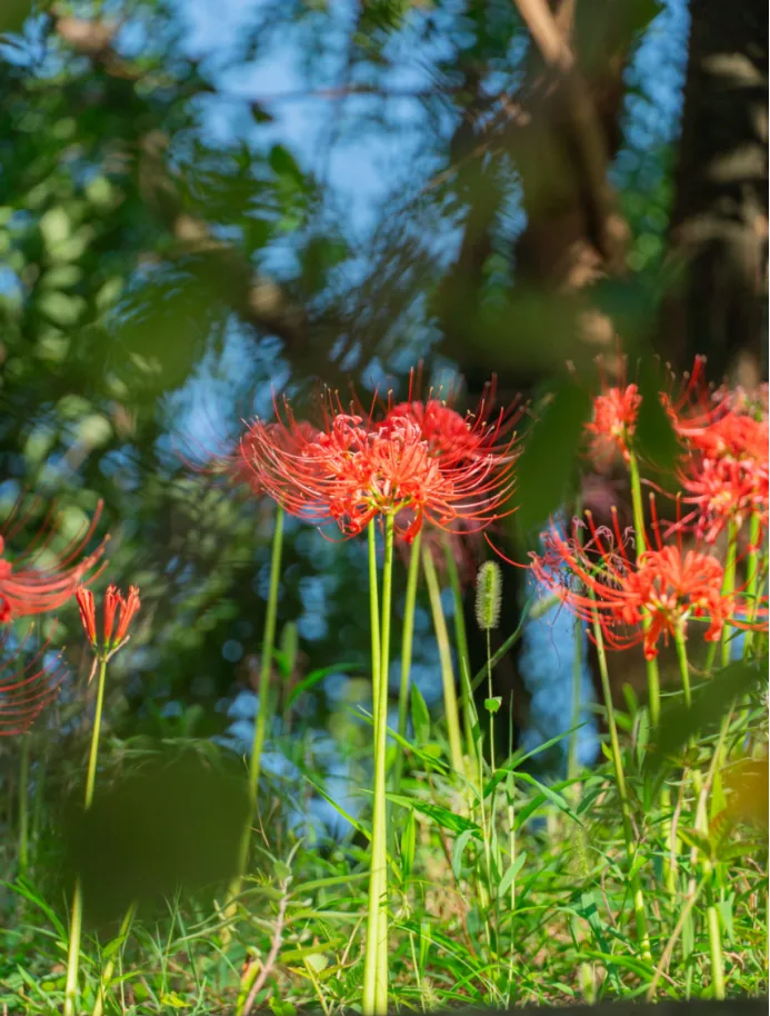 Red spider lilies framing a traditional Chinese pavilion