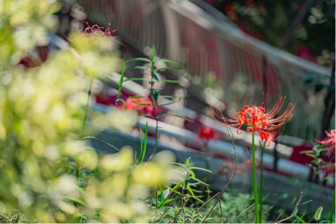 Dense spider lilies covering the slope of Zhiji Hill